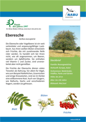 Eberesche