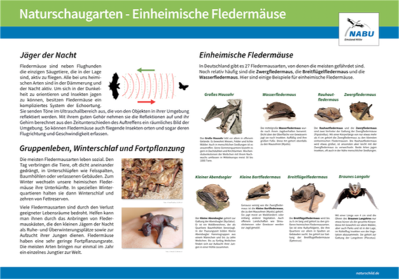 Heimische Fledermäuse