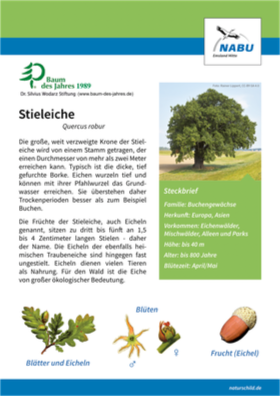 Stieleiche
