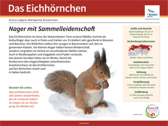 Eichhörnchen