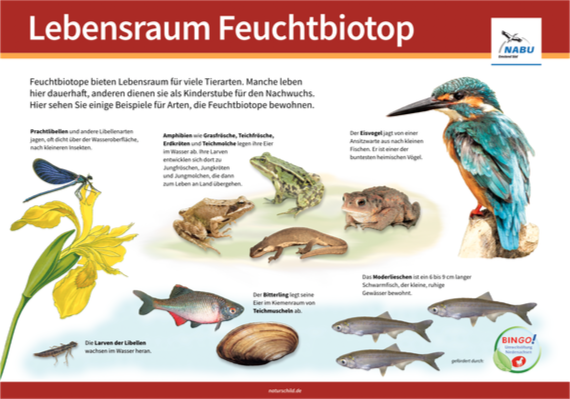 Feuchtbiotop
