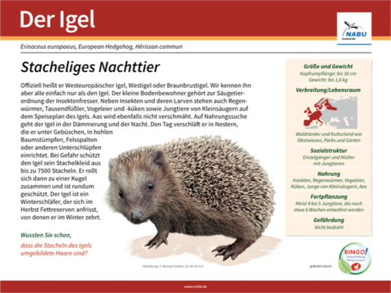 Igel