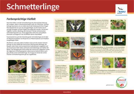Heimische Schmetterlinge