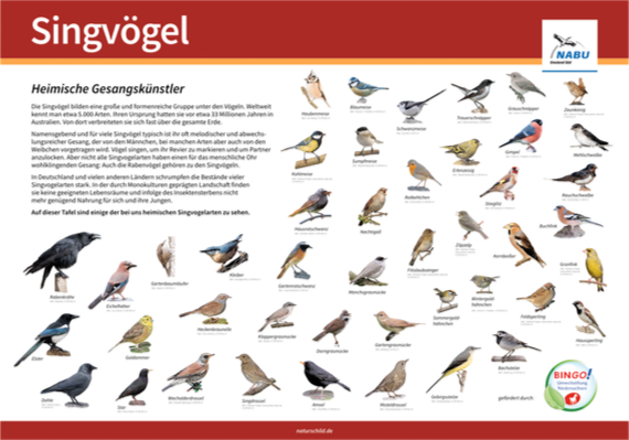 Heimische Singvögel