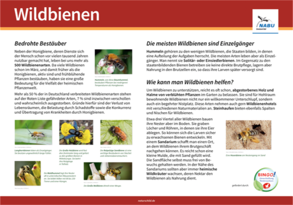 Wildbienen